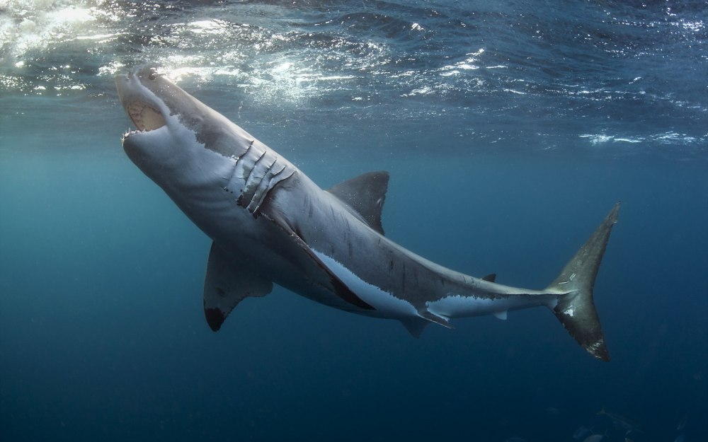 Большая белая акула (great White Shark)