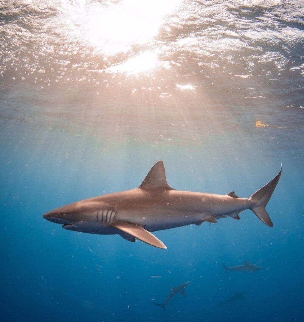 Большая белая акула (Carcharodon carcharias)