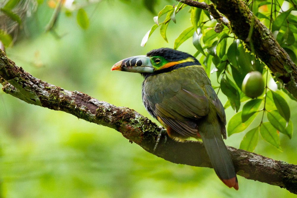 Selenidera maculirostris