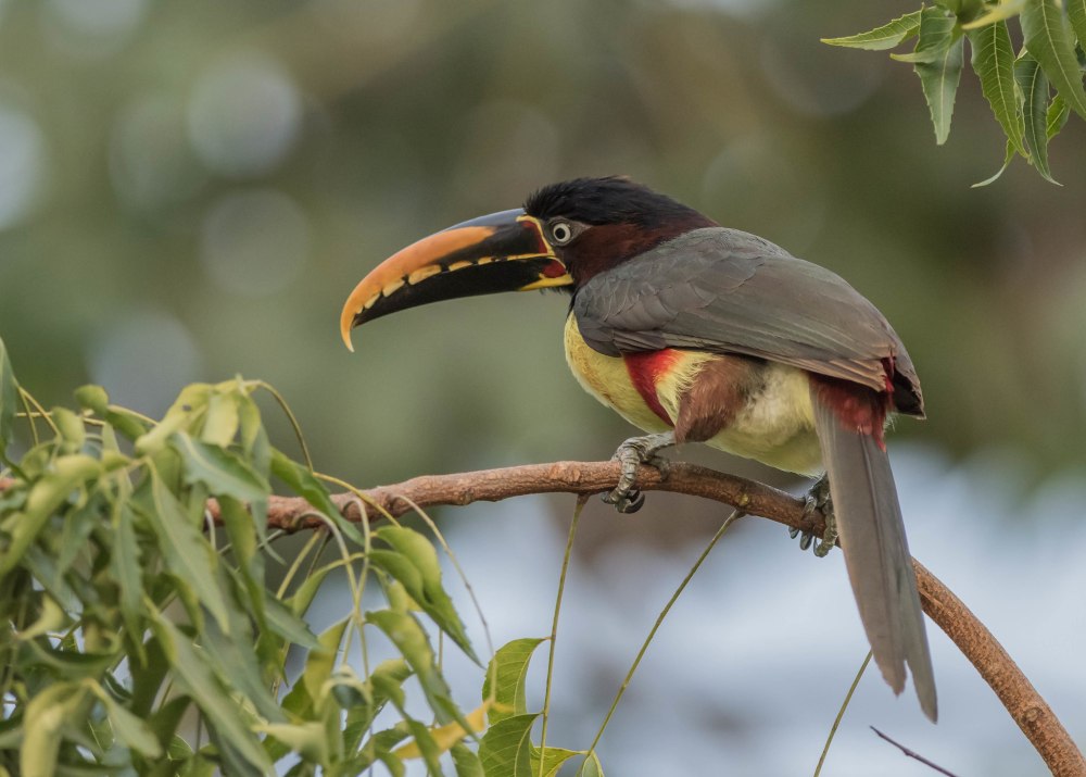 Chestnut-eared Aracari