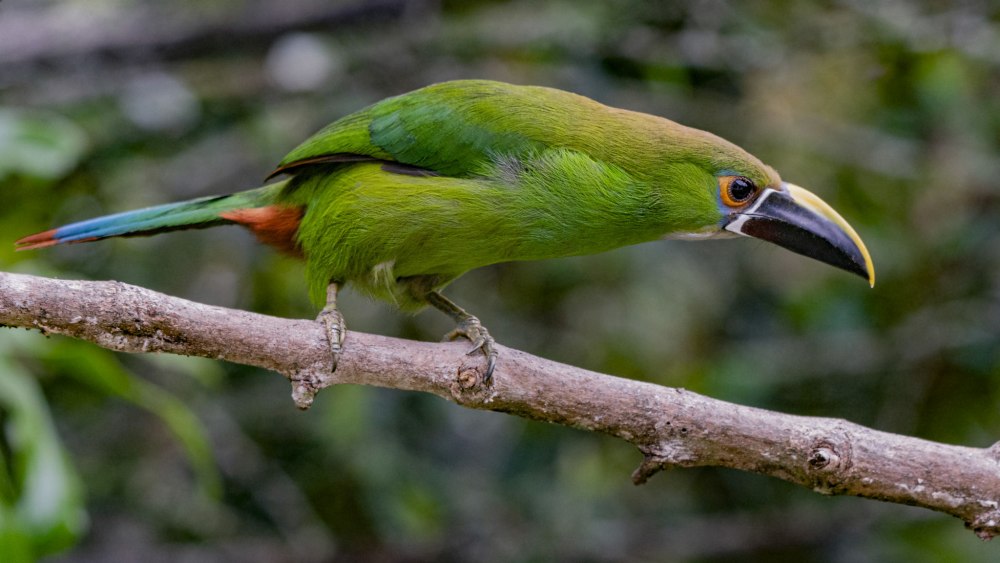 Чёрногорлый туканет (Aulacorhynchus atrogularis)