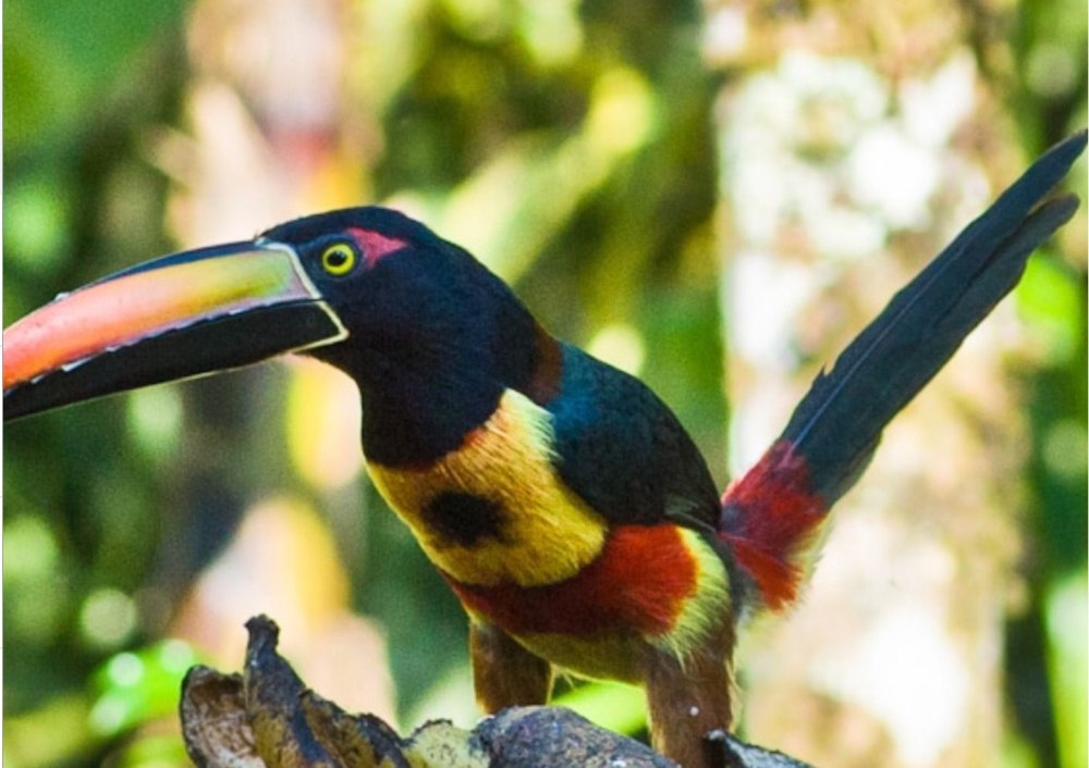 Toucan Insights