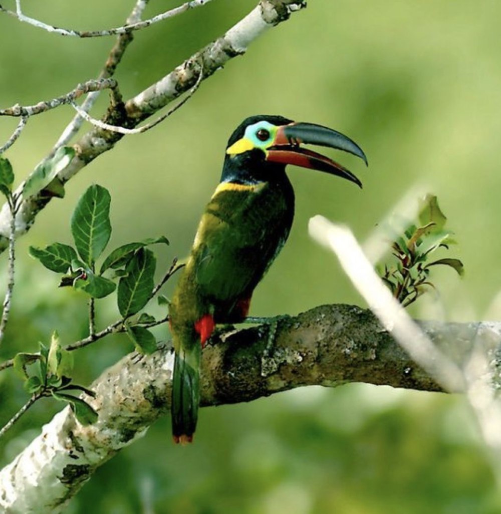 Selenidera piperivora