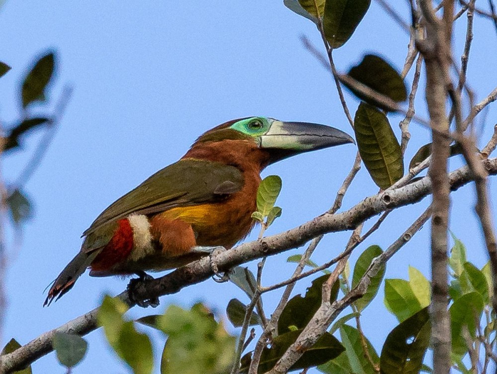 Tucancillo collaredjio