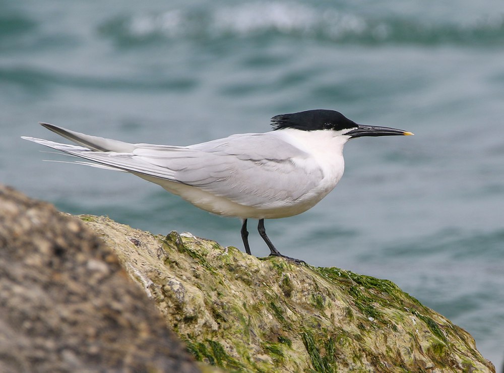 Thalasseus sandvicensis