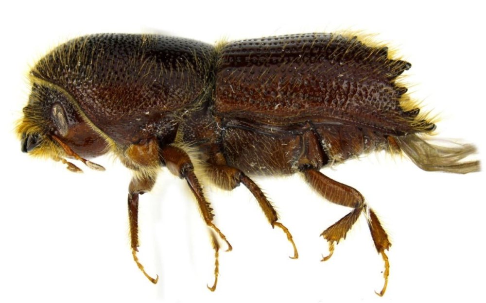 IPS calligraphus