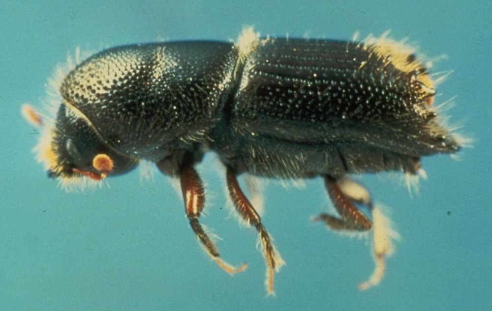 IPS calligraphus