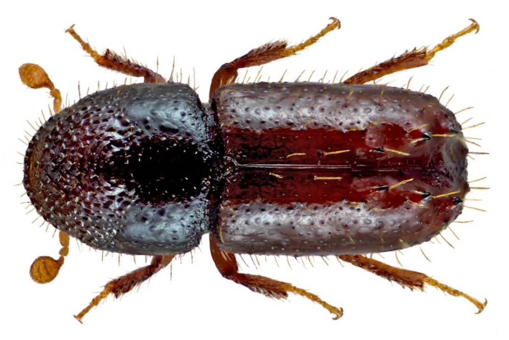 Pityogenes chalcographus