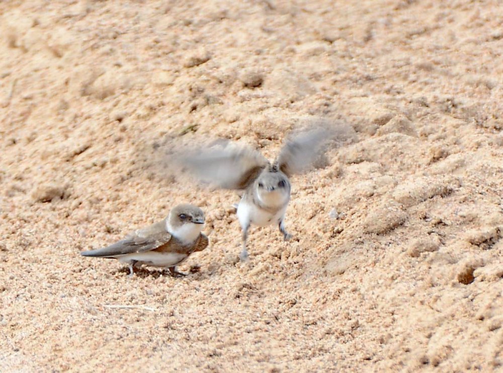 Pale Sand