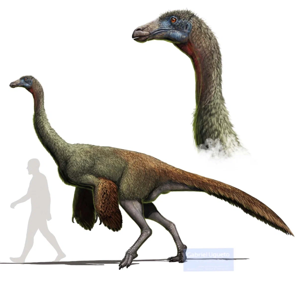 Ceratopsid Gabriel Ugueto
