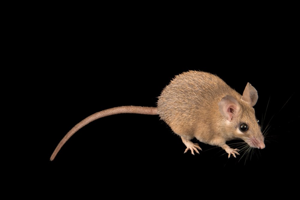 Игольчатая мышь акомис