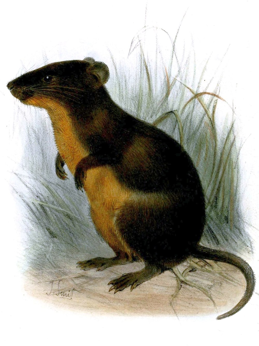 Русская мышь