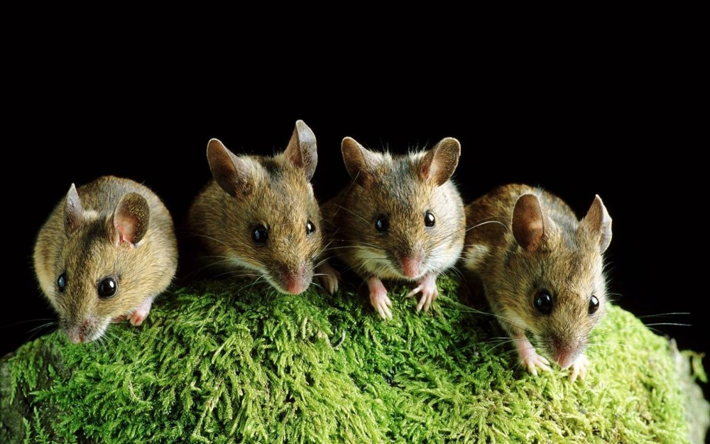 Много мышей