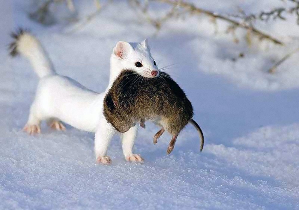 Ласка норка хорёк горностай