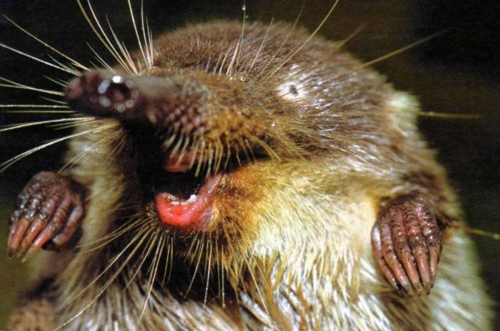 Русская выхухоль