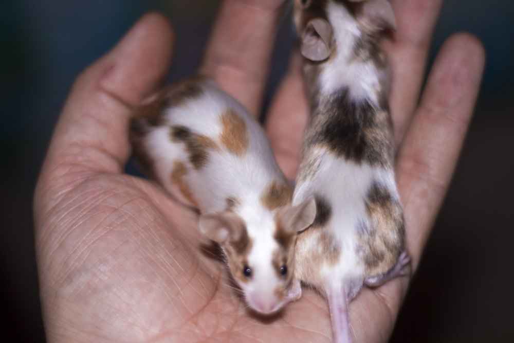 Декоративная мышь пятнистая