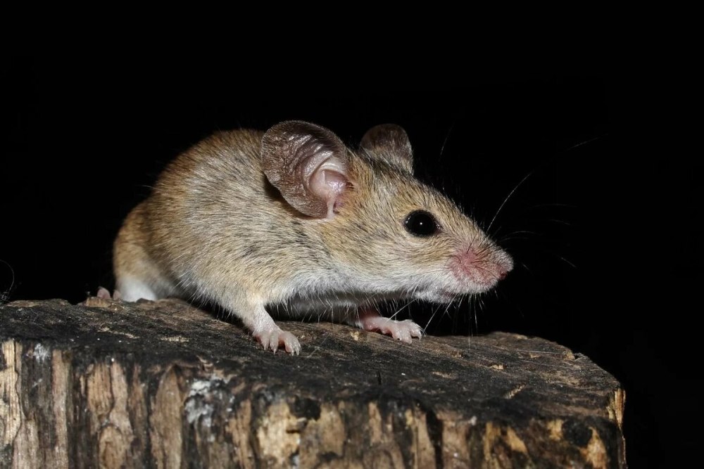 Мышь домовая (mus musculus l.