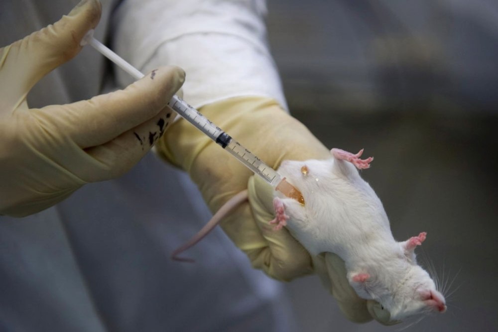 Лабораторные животные