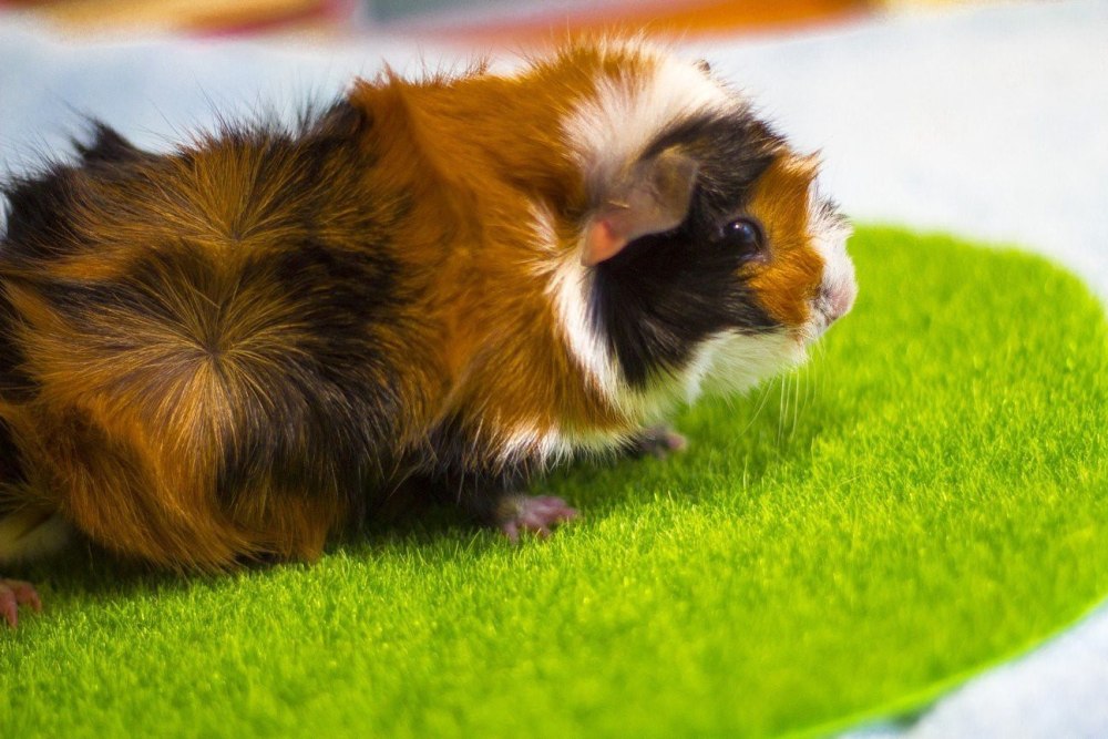 Абиссинская розеточная морская Свинка