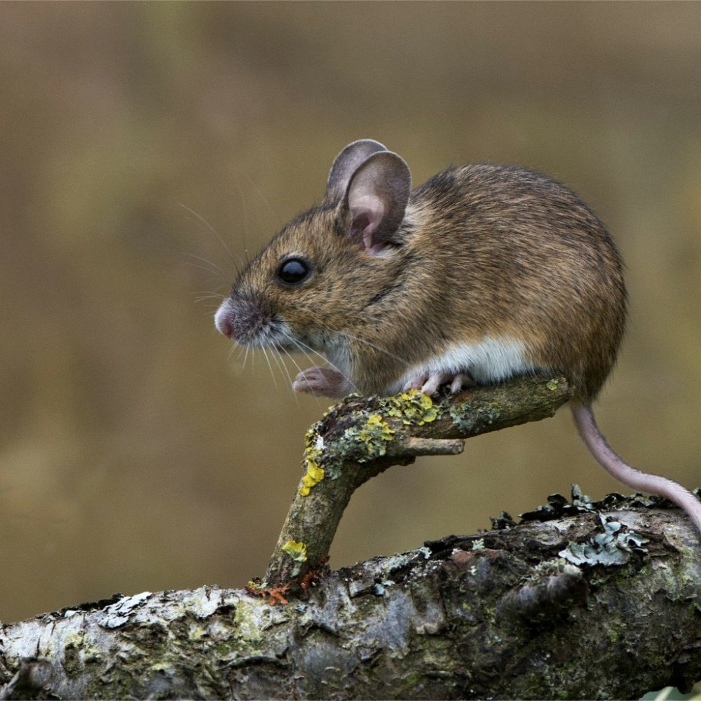 Мышь Лесная полевка