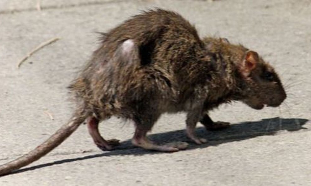 Граскатер тростниковая крыса