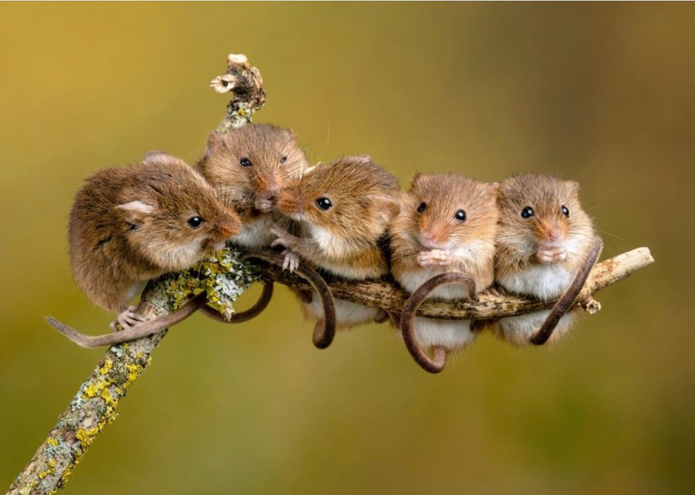 Мышь Малютка гнездо