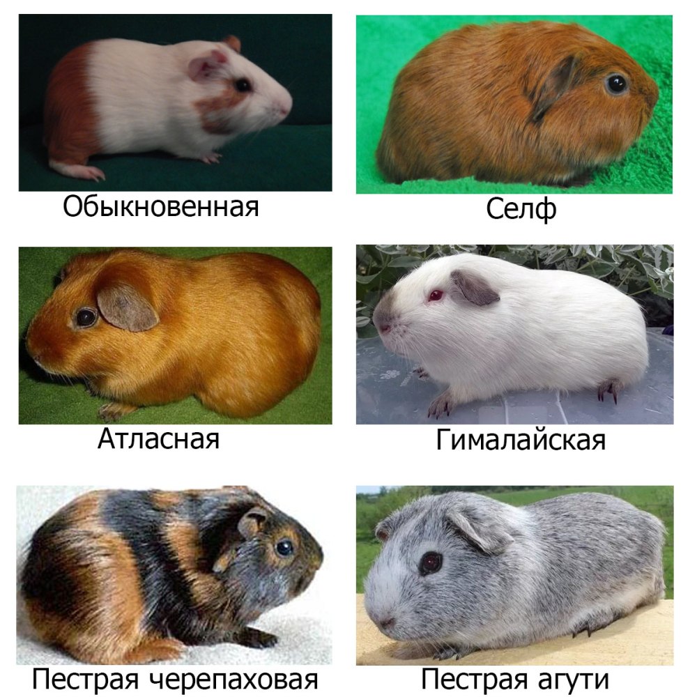 Морские свинки разновидности пород