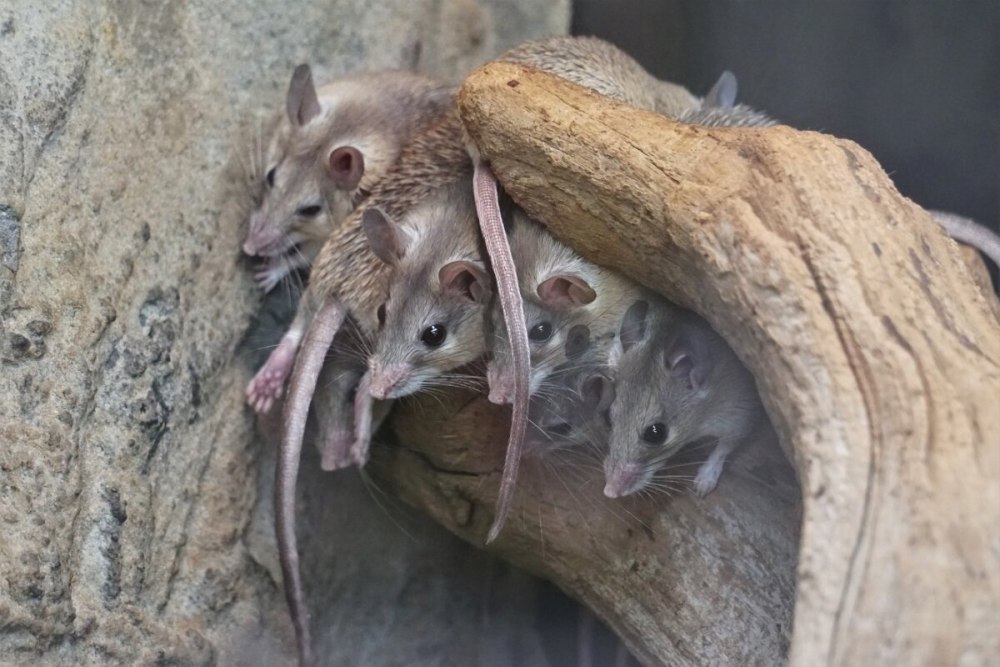 Критская иглистая мышь