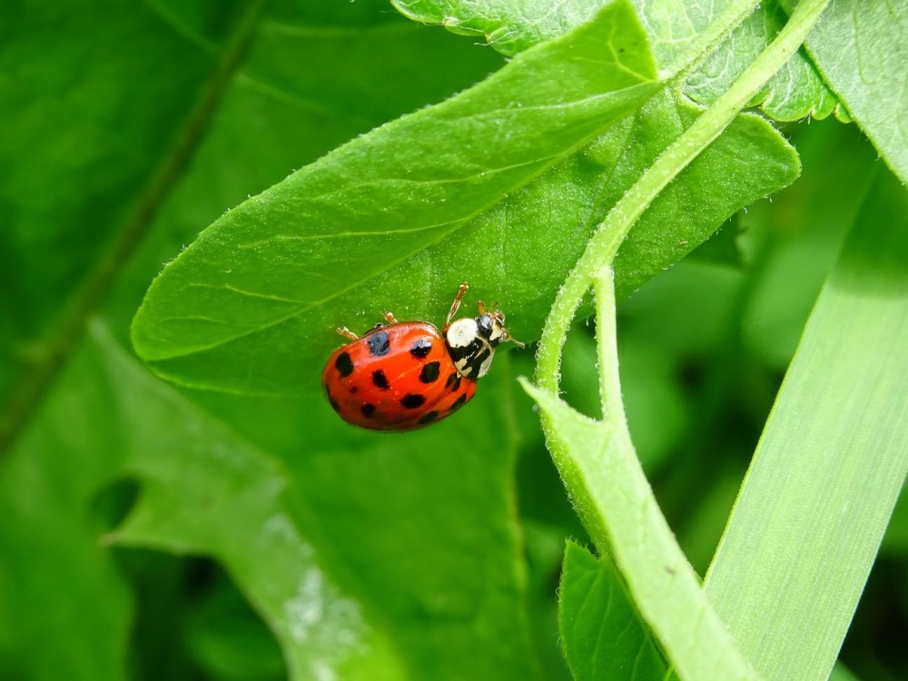 Азиатская Божья коровка (Harmonia axyridis)