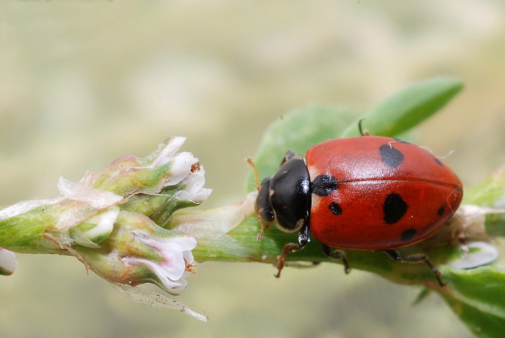 Коровка изменчивая – Adonia variegata GZ.