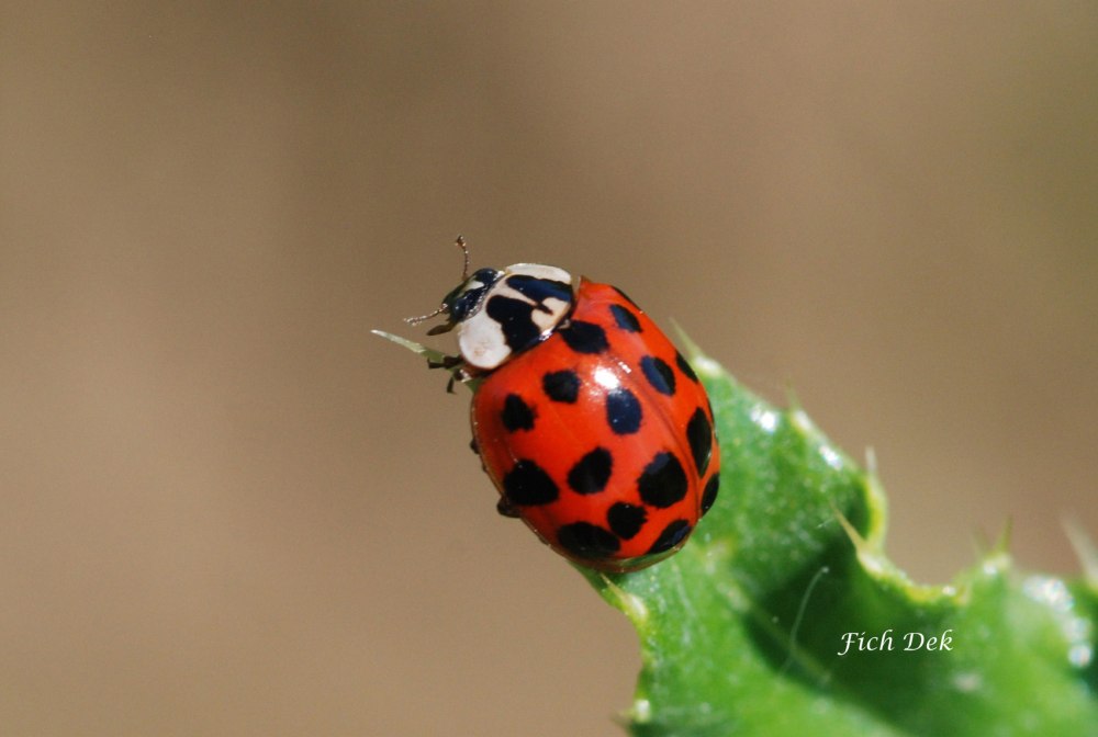 Божья коровка Harmonia axyridis