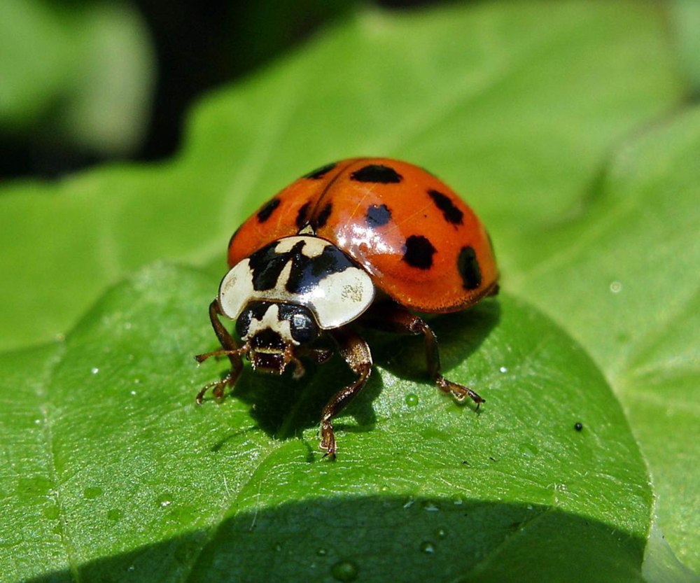Азиатская Божья коровка (Harmonia axyridis)