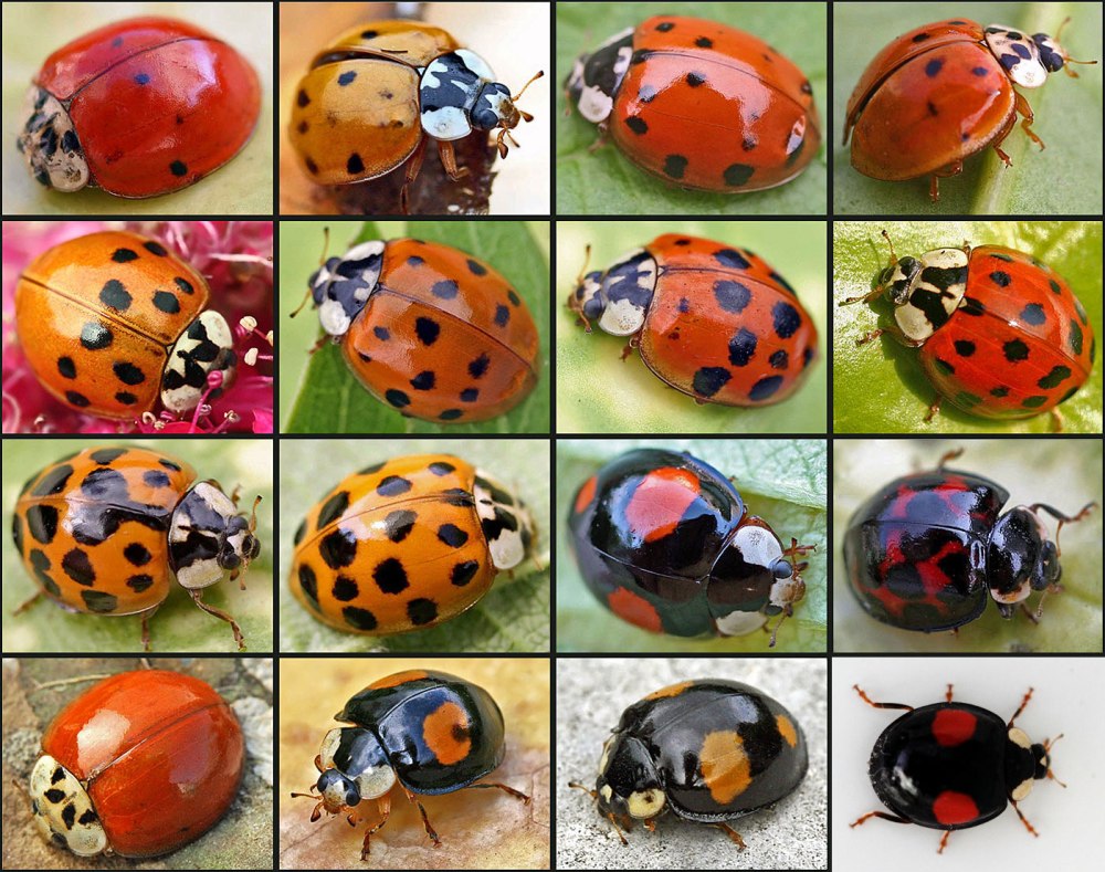 Азиатская Божья коровка (Harmonia axyridis)