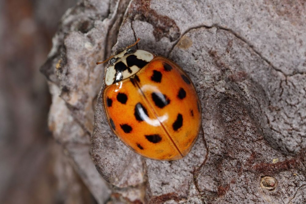 Божья коровка-Арлекин Harmonia axyridis