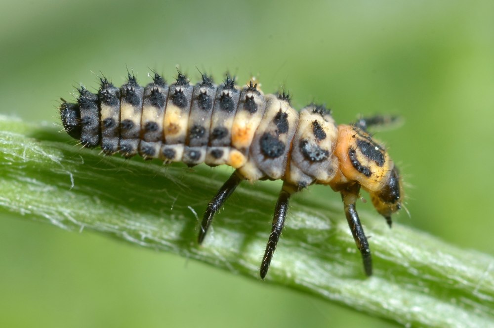 Личинка Божьей коровки scumnus