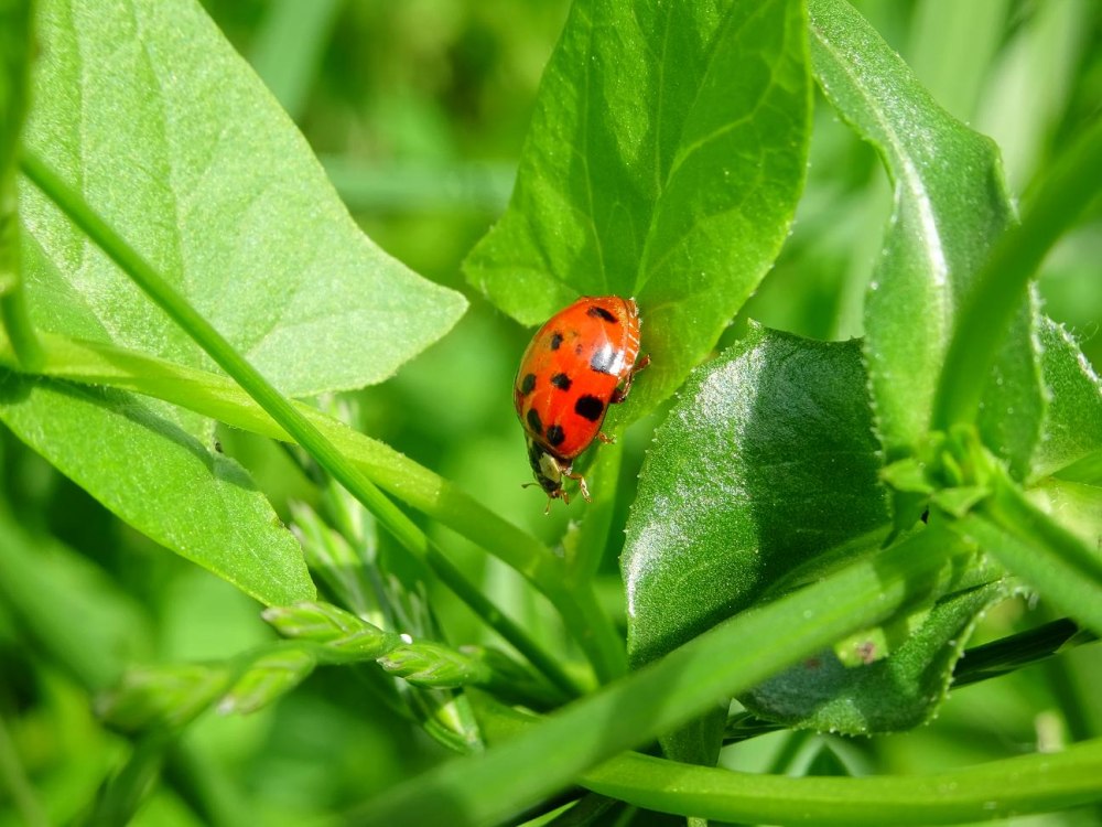 Азиатская Божья коровка (Harmonia axyridis)