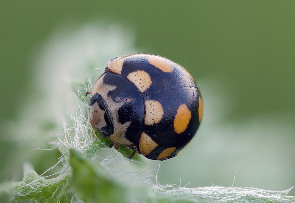 Coccinula quatuordecimpustulata