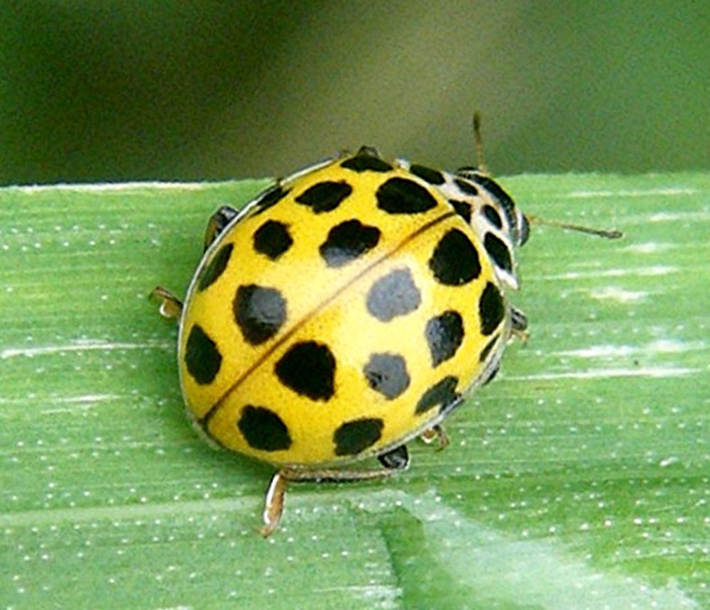 Двенадцатиточечная Божья коровка (Coleomegilla maculata)