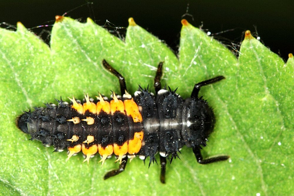 Harmonia axyridis гусеница