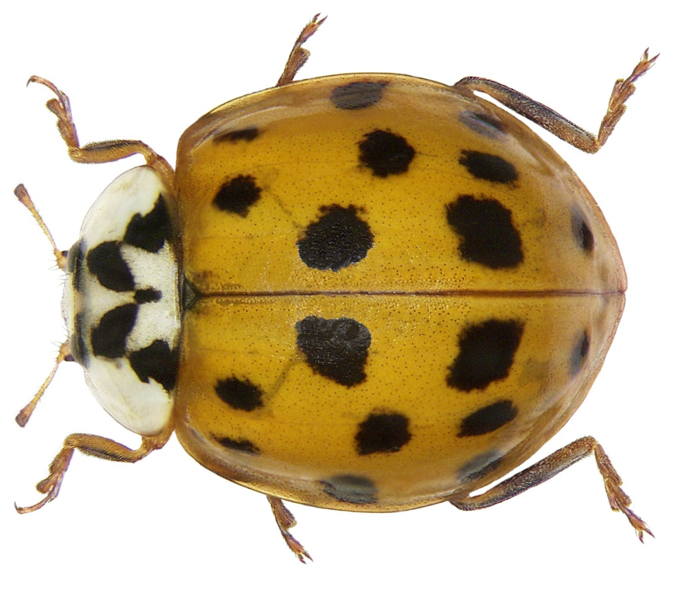 Божья коровка Harmonia axyridis