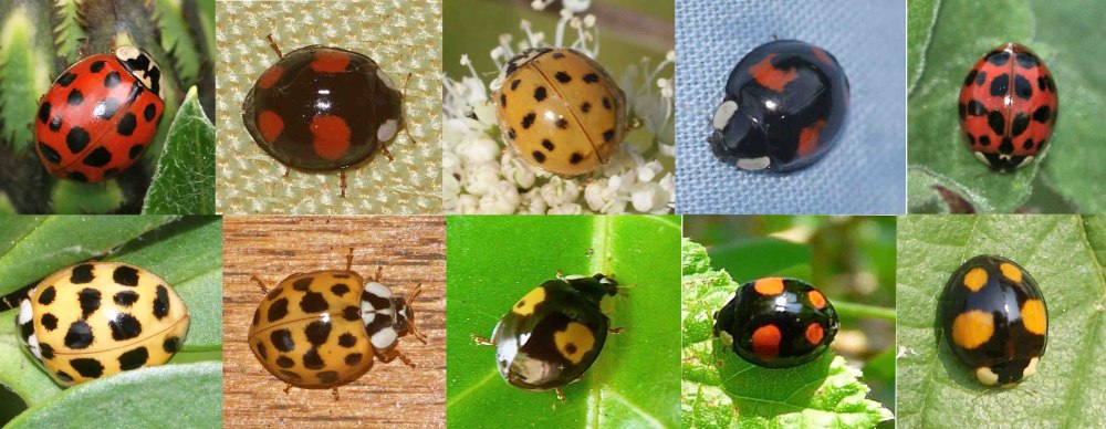 Божья коровка Harmonia axyridis сходства