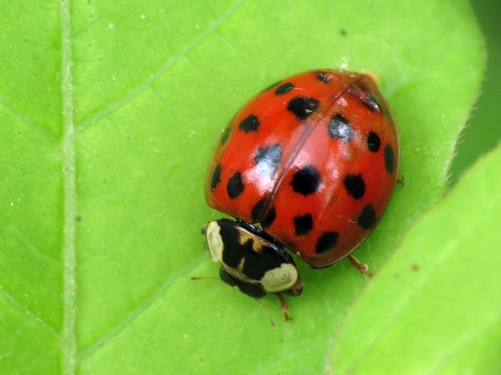 Ladybug 4k