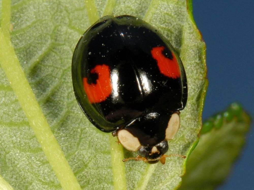 Азиатская Божья коровка (Harmonia axyridis)