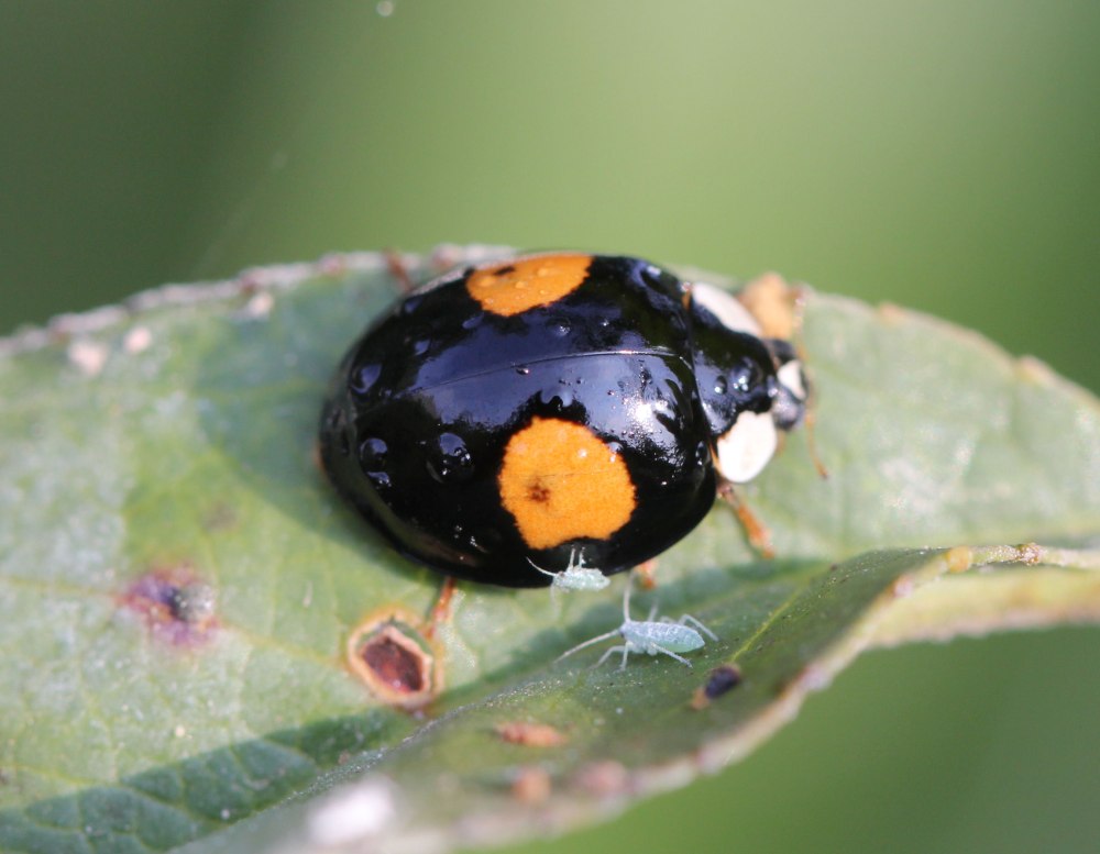 Божья коровка Harmonia axyridis