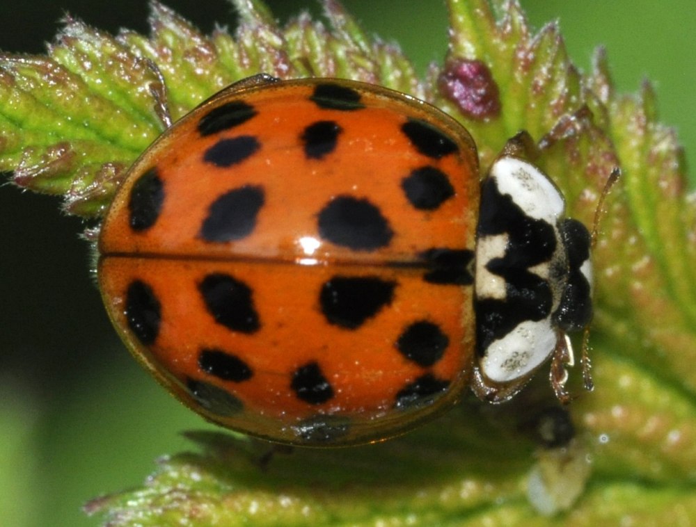 Азиатская Божья коровка (Harmonia axyridis)