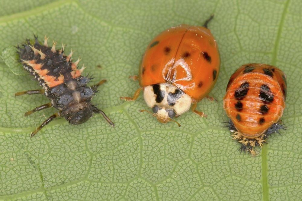 Harmonia axyridis личинка