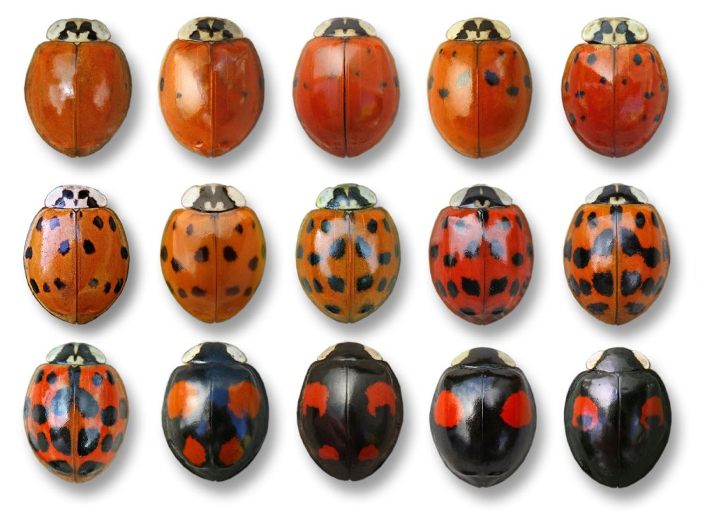 Harmonia axyridis