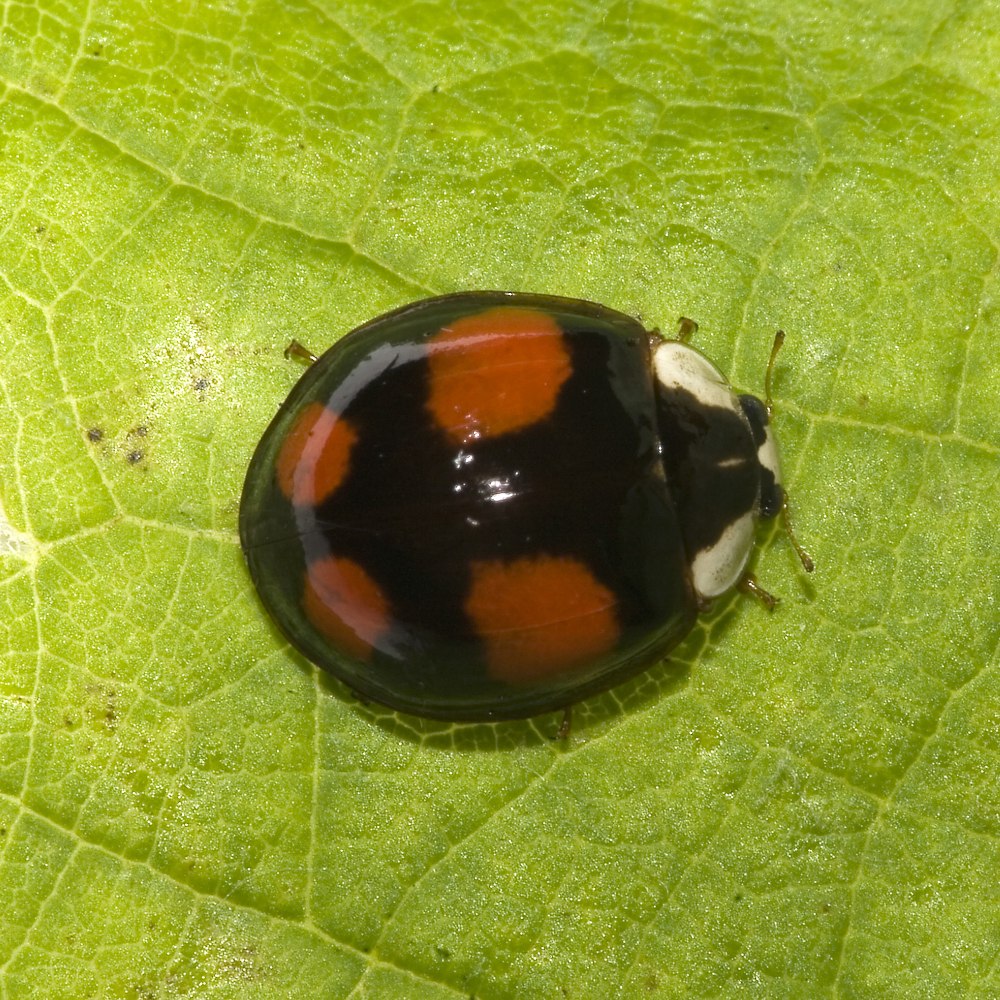 Божья коровка Harmonia