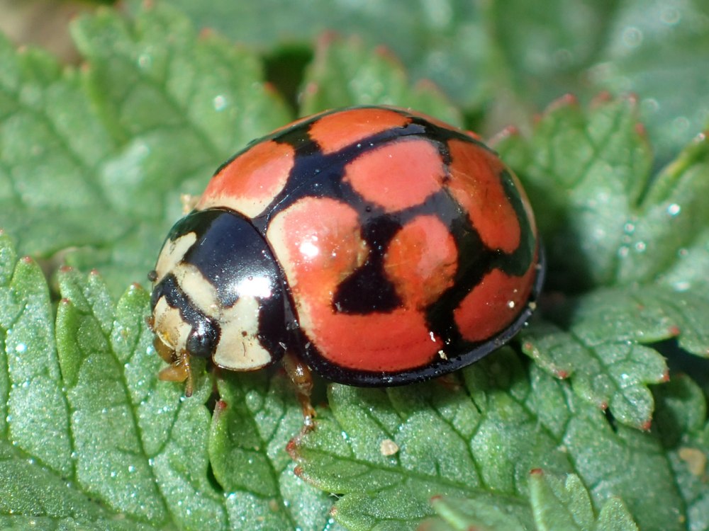 Вид Божья коровка Cheilomenes propinqua (Mulsant, 1850)