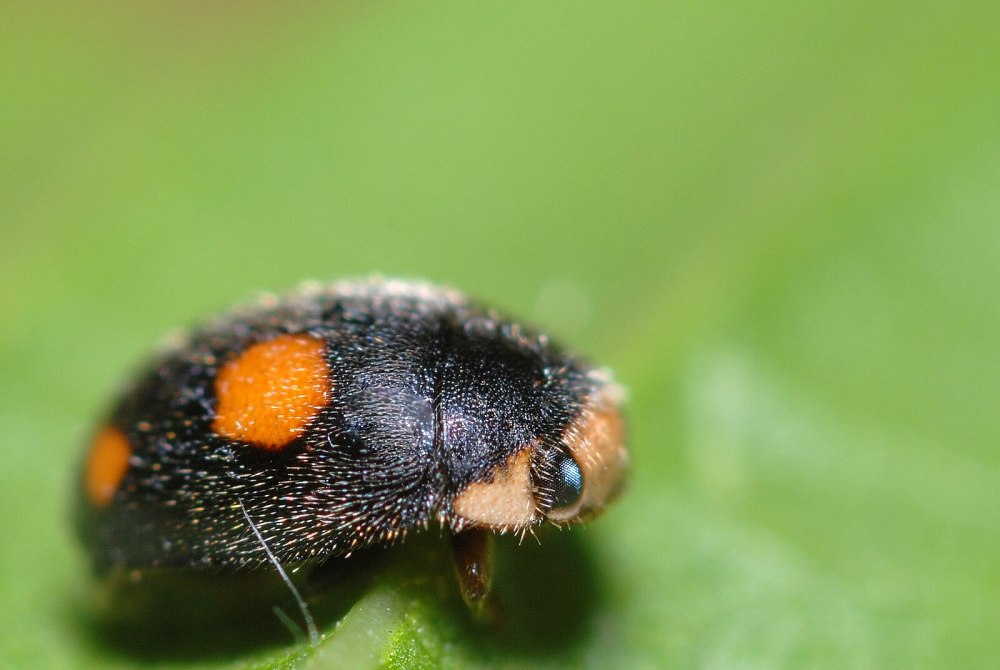 Platynaspis luteorubra